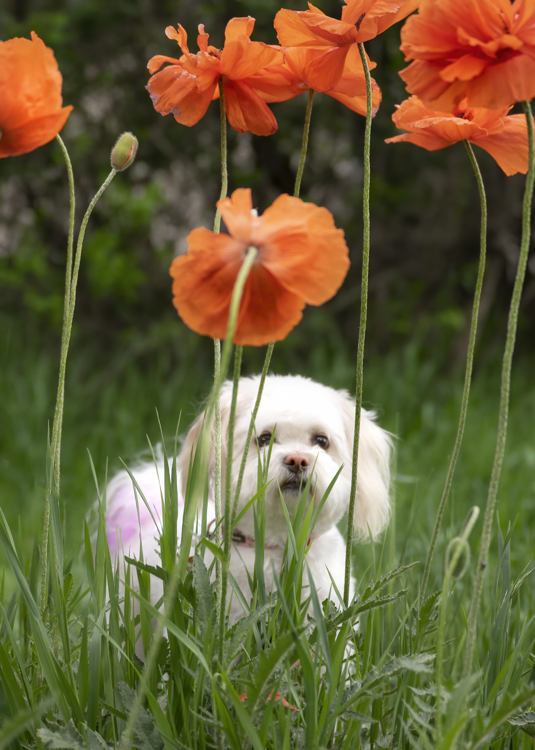 Medical Day Spa Colorado Springs Greeter 